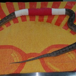 This snake now has a cast on it and is on a long road to recovery. We still have to be very careful and keep its movements limited as there is still a rist that the spinal cord could get severed. Luckily, he was in great body condition so he will be ok missing a few meals while he recovers. We do not want to feed him until his back has had some time to heal so that we don’t cause further injury.