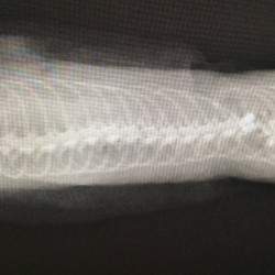 You can see the severety of the break in the snakes spine. Luckily, the spinal cord was somehow not severed and the snake was not paralized.