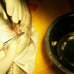 The fatty tissue was cleaned throrougly and then carefully placed back inside of the snake. The wound was then stitched up.