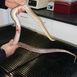 This corn snake was found in the Abbotsford recycling depot. Sadly, it was crushed and severely injured by something. It had a large laceration on its abdominal area and there was a lot of fatty tissue hanging out. It’s back was also badly broken during the incident.