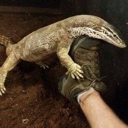 Argus monitor while wrestling Mike’s shoe.