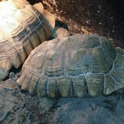 Turbo the sulcata tortoise on the left, Tor on the right. Turbo is over 100lbs!