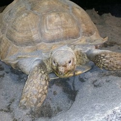 Tor, the sulcata tortoise.