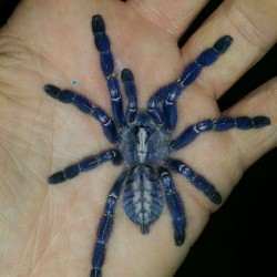 Metallic blue tarantula.