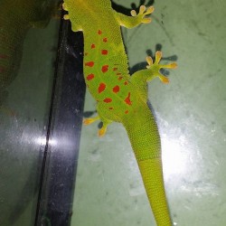 Giant day gecko.