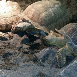 3 of our 7 sulcata tortoises!