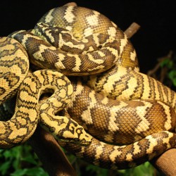 Carpet Pythons