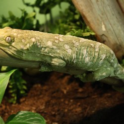 Lechianus Gecko