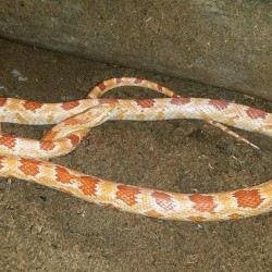 Albino corn snake.