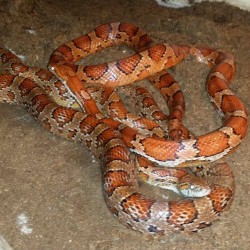 Normal Corn snakes.