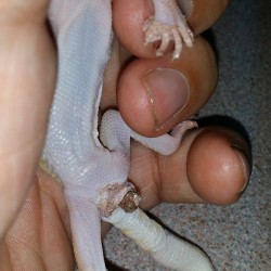 A prolapse on the same gecko with they eye and weight issues that has gone necrotic and needs to be amputated. The surgery was a success and the gecko is now in recovery.