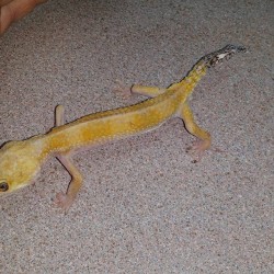 Very skinny leopard gecko that arrived April 17th 2016. It’s eye was crusted shut, is severely underweight and has an old prolapse that needs to be removed..