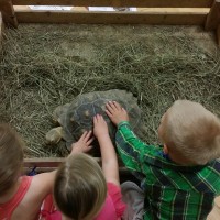 Students meeting Franklin, the Sulcata Tortoise