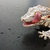 A gecko licking his eye during a school demonstration!