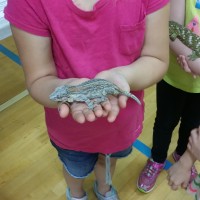 Holding and learning about geckos!