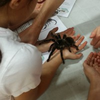 Brave students learning about the Salmon Pink Bird Eating Tarantula!