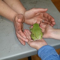 Students learning about White Lipped Tree Frog
