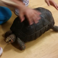 Students learning about a Red Foot Tortoise