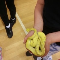 Students learning about a Green Tree Python
