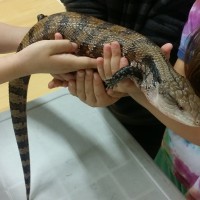 Students holding a Blue Tongue Skink