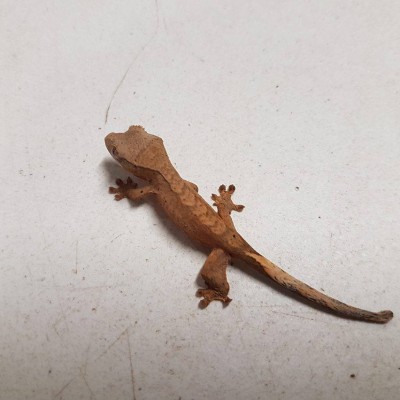 Baby Crested Gecko $60