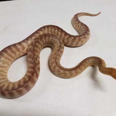 Male Woma Python. Approximately 3 years old. $300