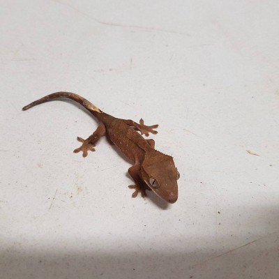 Baby Crested Gecko $60