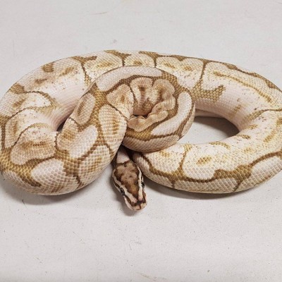 Male Lesser Bee Ball Python. Approximately 1.5 years old. $250