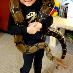 This is Raina holding Nebula our largest boa constrictor. Nebula is about 7.5 feet long and was actually found in a basement suite after her owners moved out and left her there in her enclosure! Not the most responsible way to part with your pet…