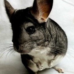 This is Simon the Chinchilla. He was surrendered in 2015 when his previous owner no longer had time for him. Now he lives with 4 other chinchillas and actually has a little family! Him and his daughter “Oops” usually go to all presentations.