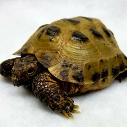 This is Shorty one of our two Russian tortoises. He was surrendered way back in 2011 after his owner moved away to school and could no longer keep him. Although he is a tiny tortoise (about 5 inches) he is the biggest bully when put in with the larger ones! He will chase them around for hours trying beat them up!