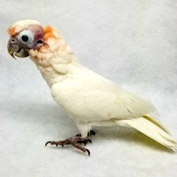 Tia is our oddly beautiful goffins cockatoo. We got her from rescue back in 2016 that got her from another rescue…The original rescue had her housed with MANY other cockatoos and there were some bully birds that plucked her head feathers off… She has grown a few back over the years but I think she will always look like this. We still lover her!