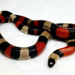This beautiful creature is a Pueblan milk snake. His name is 2% (get it??). He was surrendered back in 2013 by a police officer that was relocated somewhere that didn’t have any pet stores for him to buy food at.