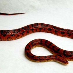 This corn snake has actually been used in a few films and tv shows due to her beautiful colors!
