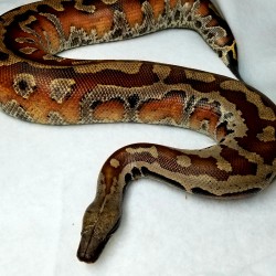 Although he doesn’t go out to presentations as often as he used to, Deadpool, the blood python is still a very uniquely shaped snake. He is short, chubby and heavy! Although he may look like it, he is NOT overweight!