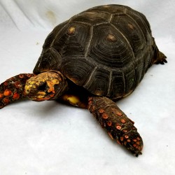 This is Shelly the red foot tortoise. She is about 22 years old now but can still live to over 60 years of age! She was surrendered back in 2013.