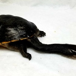 This amazing looking turtle is a snake neck turtle! He clearly can’t pull his head in to his shell and is a member of the sideneck turtle family.