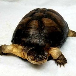 This is a very cool African “hinge” sideneck turtle. She was surrendered in 2012 with about 8 other turtles by a man who had about 50 turtles in his apartment and needed to downsize!