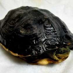 This is a very shy Chinese golden thread turtle. Our aquatic turtles are mainly taken to school presentations. All of our aquatic turtles were surrendered over the years as they are a higher maintenance pet to own.
