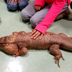 This is Diablo the Red Tegu. At about 4.5 feet long, he is the largest lizard we bring to presentations! He was surrendered to us after being used for some films. His previous owner does still “rent” him for films every so often.