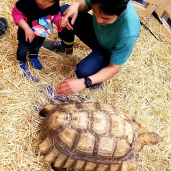 Meet our larger tortoises! Up to 110 lbs!