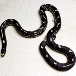 This California kingsnake was kept as a pet for almost 3 years and then became less than social. After striking at his owners a few times they decided that he wasn’t the right pet for them.
