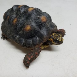 This little red foot tortoise is one of two that were surrendered in early 2020 after his owner decided he was going to live in his van for a few years and obviously couldn’t take tortoise on his journey. – Copy
