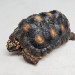 This little red foot tortoise is one of two that were surrendered in early 2020 after his owner decided he was going to live in his van for a few years and obviously couldn’t take tortoise on his journey.
