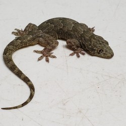 This is an Indian house gecko that was actual found by Canada Customs in Delta! He snuck in to a shipping container and actually made the trip all the way from India on a ship! He is EXTREMELY fast and I am very surprised that customs could actually catch him!