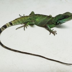 This Asian water dragon was surrendered in mid 2019. His owner could not provide the proper enclosure for him as he grew larger. He is very shy but we are working on him!