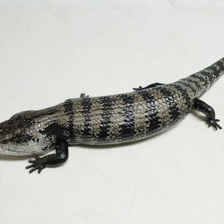 This blue tongue skink was surrendered in late 2019 after his owner decided he needed a better home with more attention. He is not the friendliest but we are working on him…