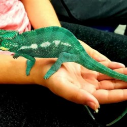 The amazing panther chameleon!! “Dot” was added to our education program in 2019 to help show some of the amazing adaptations that chameleons have to help them survive in the wild! These are one of Mike’s favorite animals.
