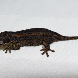 This female gargoyle gecko was surrendered in 2015. Her owners moved away and could not take her with them.