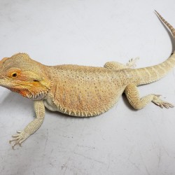 This beautiful female bearded dragon was surrendered in early 2020. She was purchased for a child and when they got bored of her they asked if we could take her in.